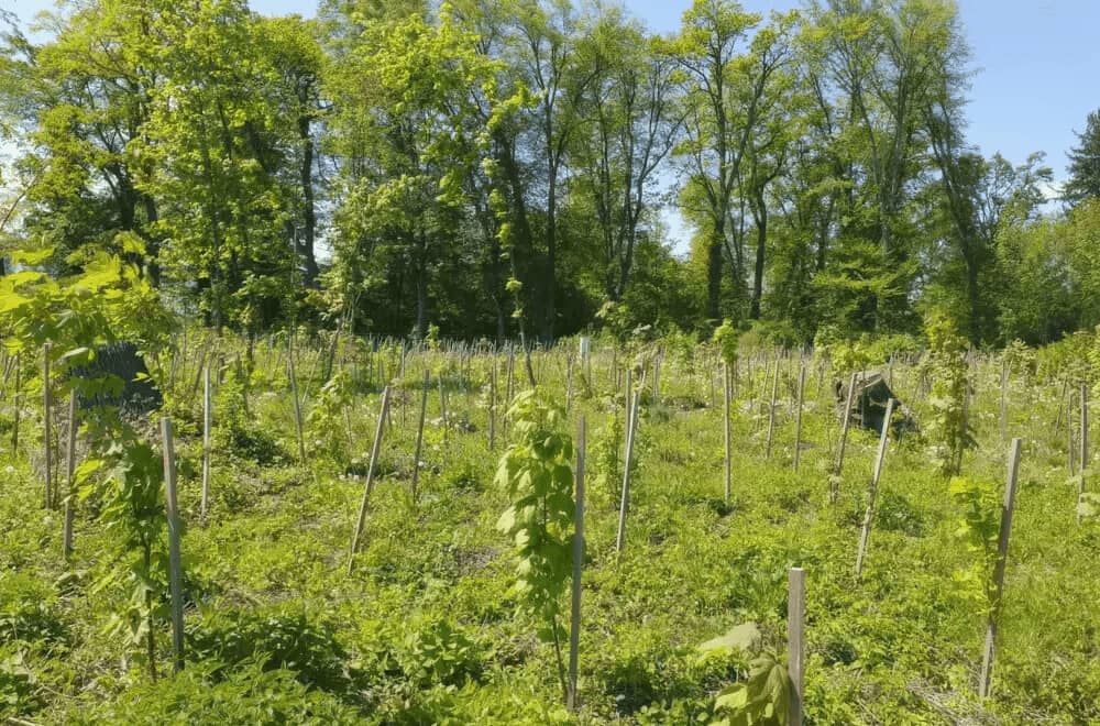 Junge Bäume auf einer Aufforstungsfläche
