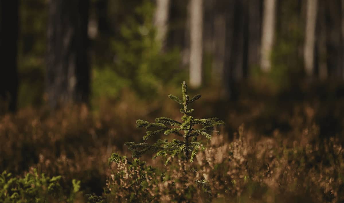 Junger Nadelbaum im Waldboden