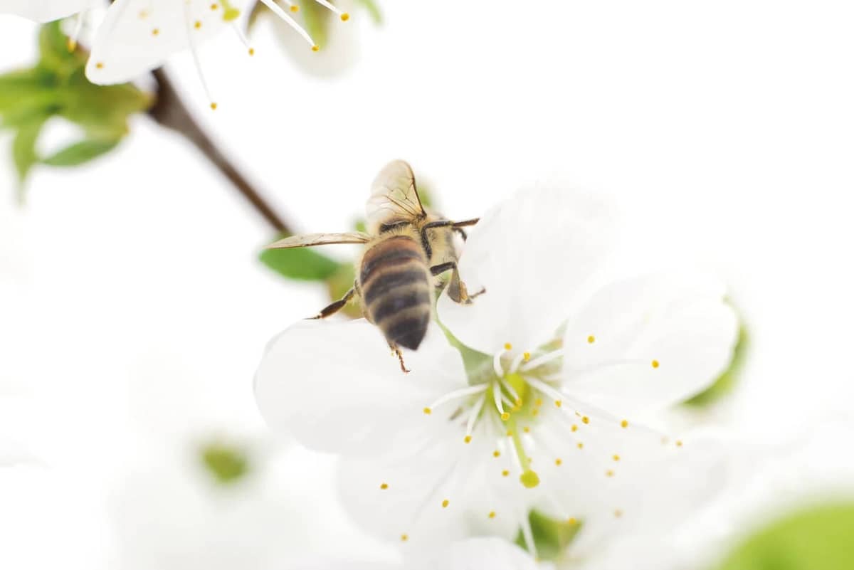 Biene auf einer weißen Kirschblüte