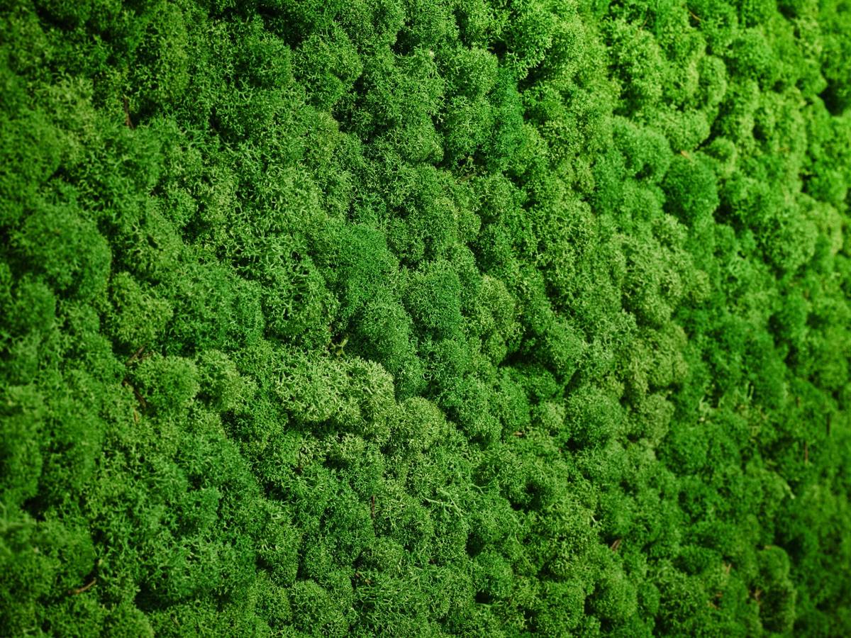 Grüne Mooswand im Grünen Hotel zur Post