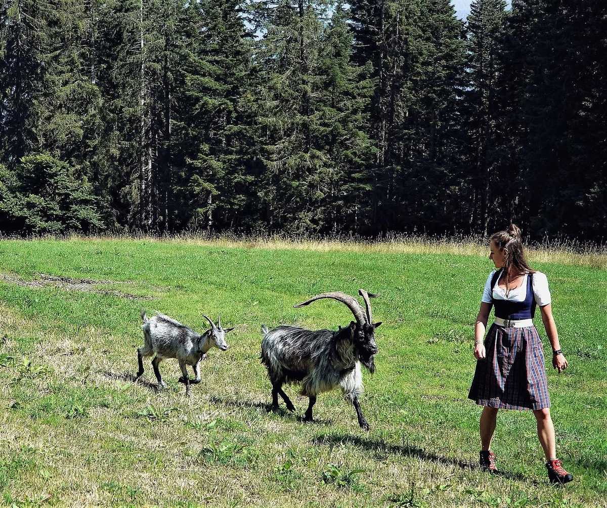 Ziegen auf der Almwiese