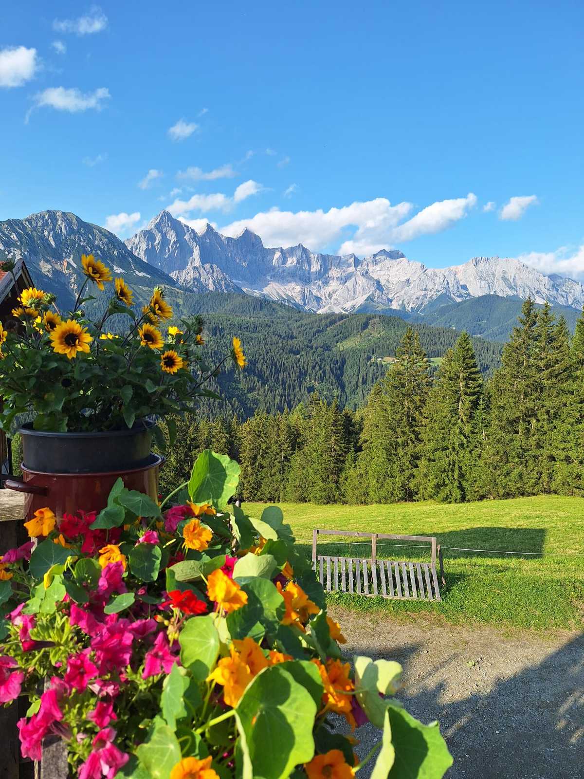 Sonnenblumen vor dem Dachstein-Panorama