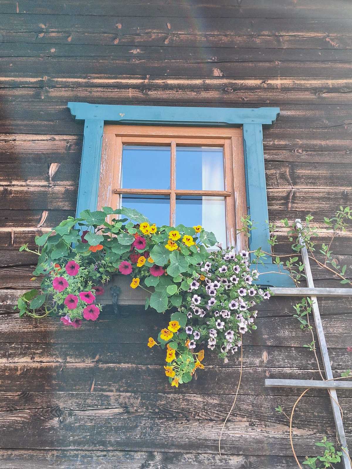 Fenster mit Blumenkasten an der Moosalm