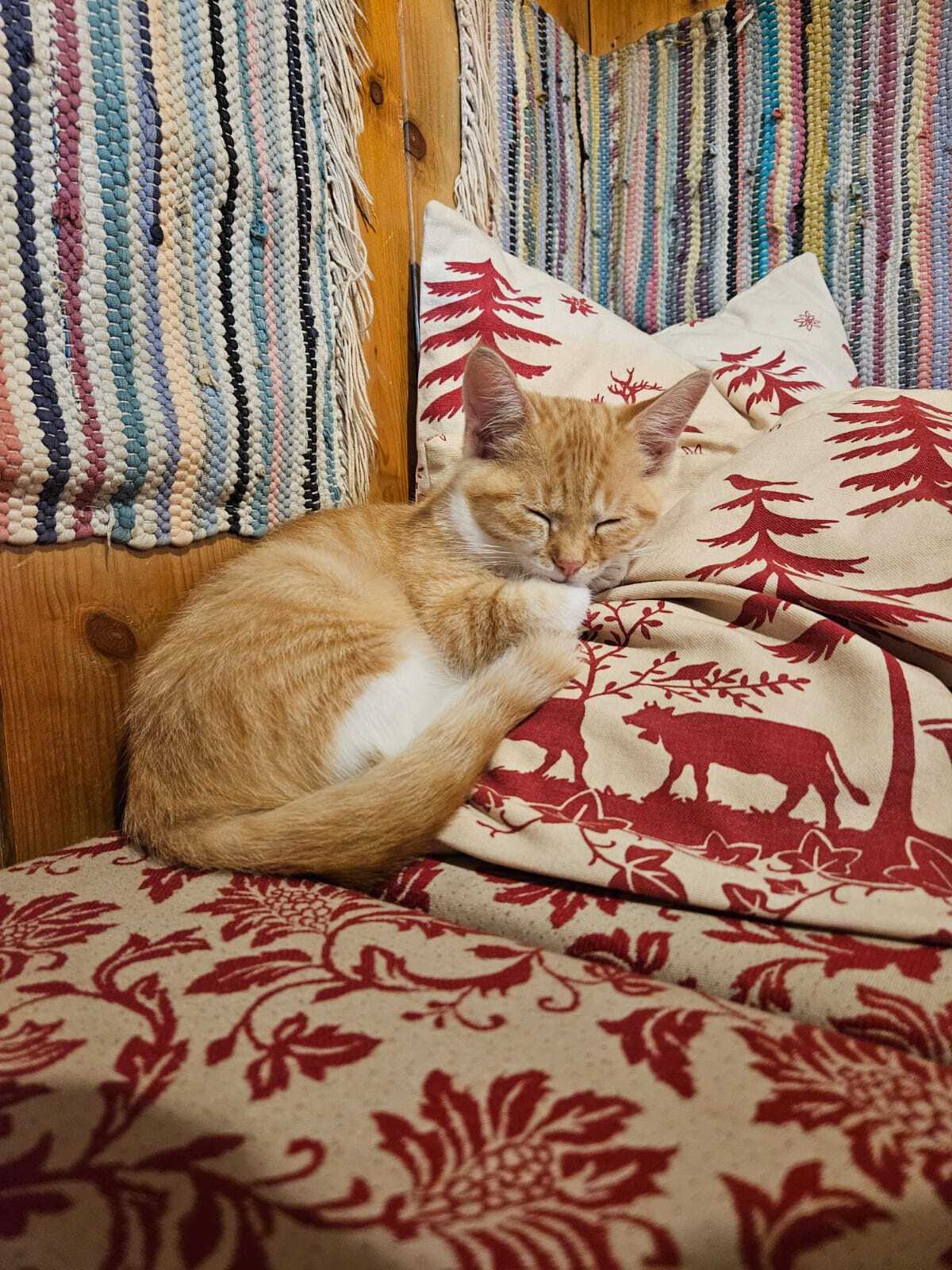 Katze schläft auf der Ofenbank