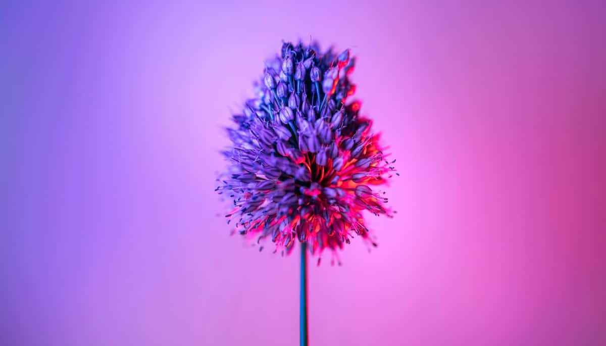 Importing Content